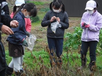 大豆の収穫 学校生活 粟島浦小学校 粟島浦中学校